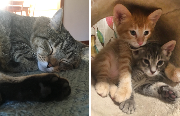 On the left is Rory enjoying what will probably be one of her last peaceful days ever. On the right, Jack is the ginger one laying on one of his siblings.